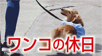 ワンコの休日