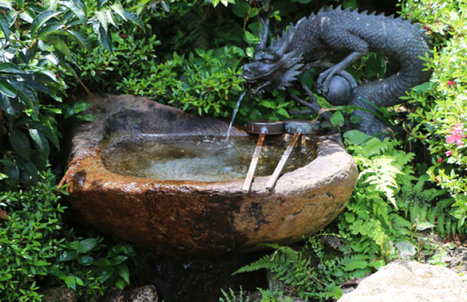 水鉢の水