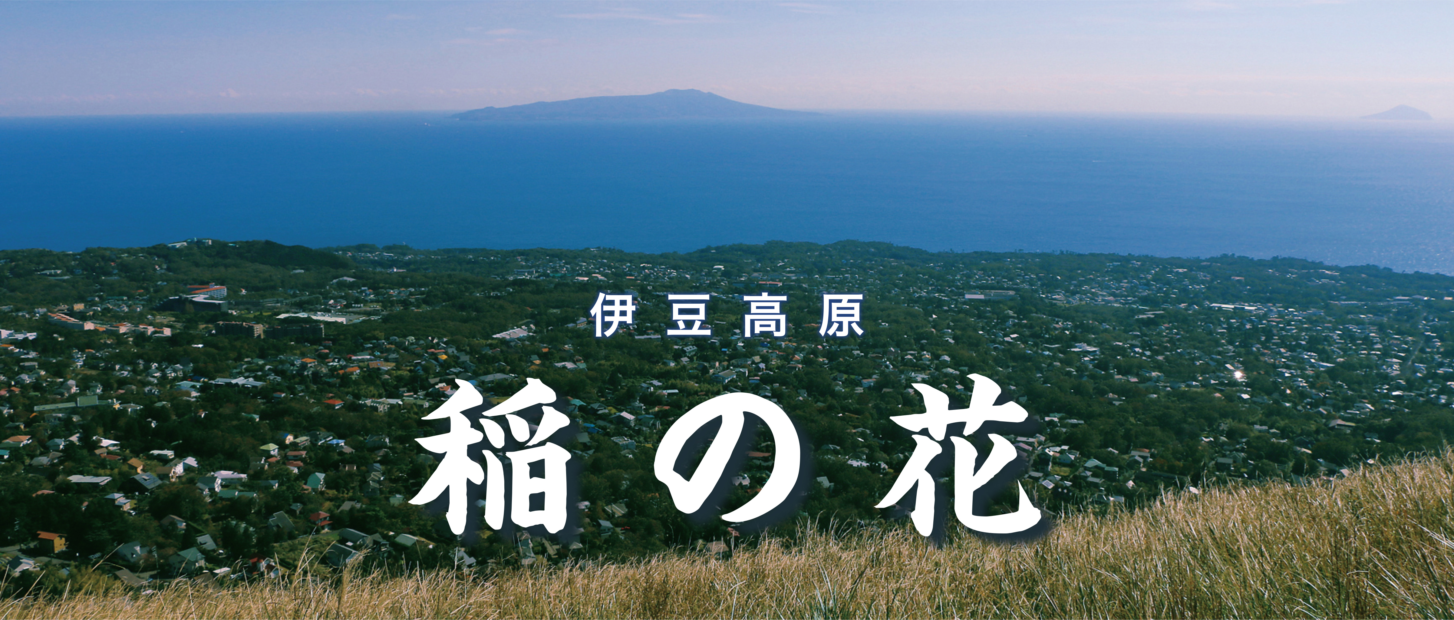 稲の花
